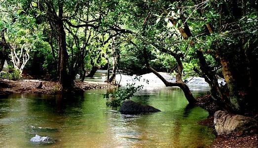 Anizham Jungle Star Hotel Thirunelly Exterior photo